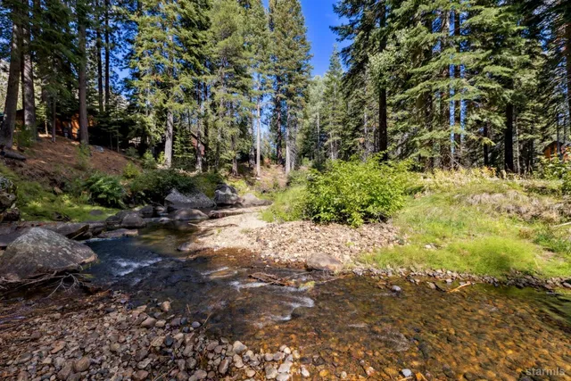 a view of a yard with plants and trees