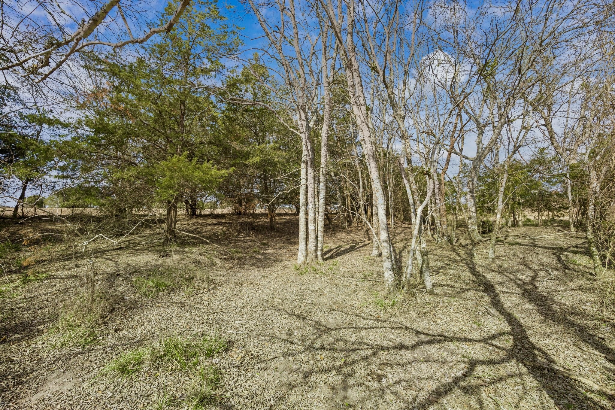 1372 North Nassau Road Round Top, TX 78954 - Photo 6 of 9