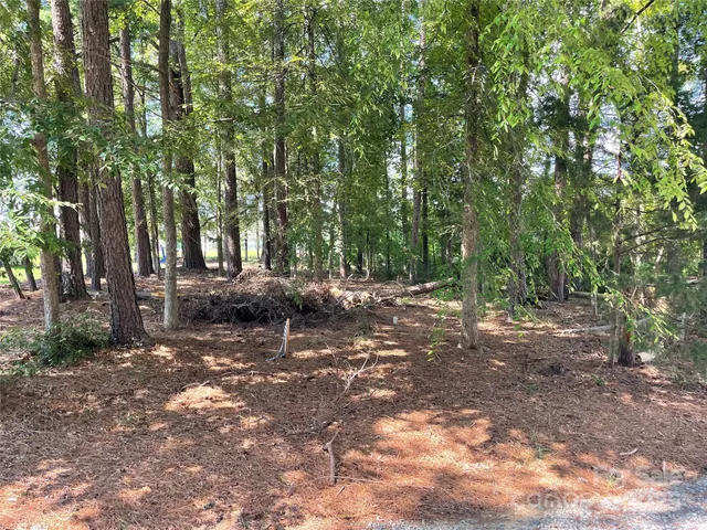 a view of a forest with trees in the background