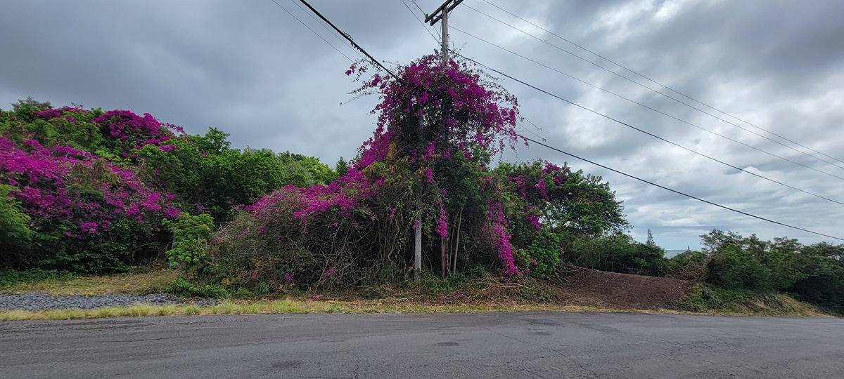 19 Milolii Road, Unit 19 Captain Cook, HI 96704 - Photo 5 of 18 a flower plants sitting in front of a house