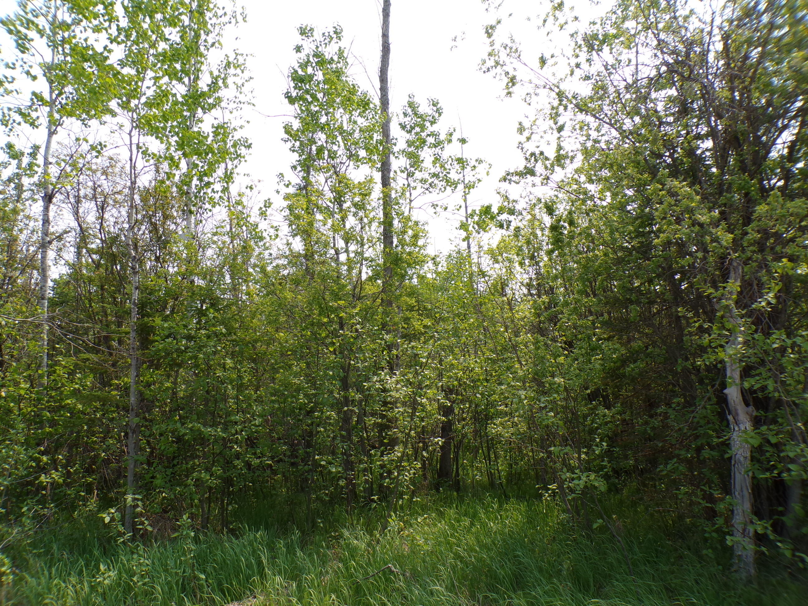 10683 Hebron Town Hall Road Levering, MI 49755 - Photo 24 of 45 100_1839