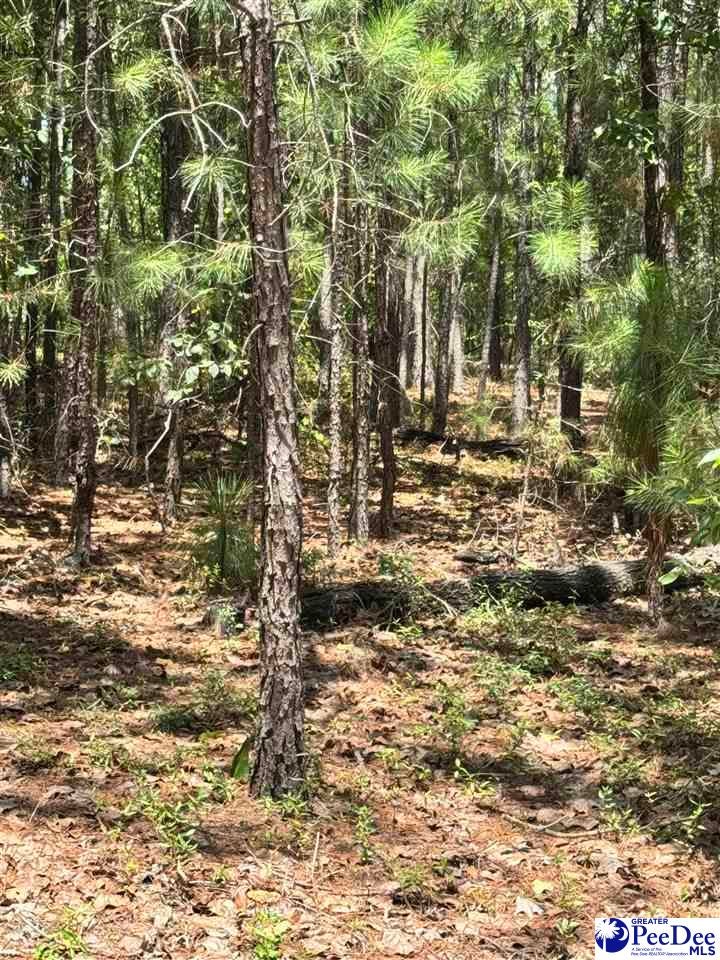Tbd Tbd Sailclub Road Cheraw, SC 29520 - Photo 2 of 5 Gallery Image 2