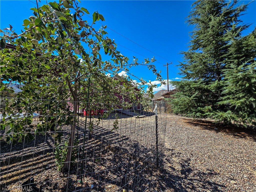 5363 Hess Road Phelan, CA 92371 - Photo 25 of 68 Fruit and pine trees