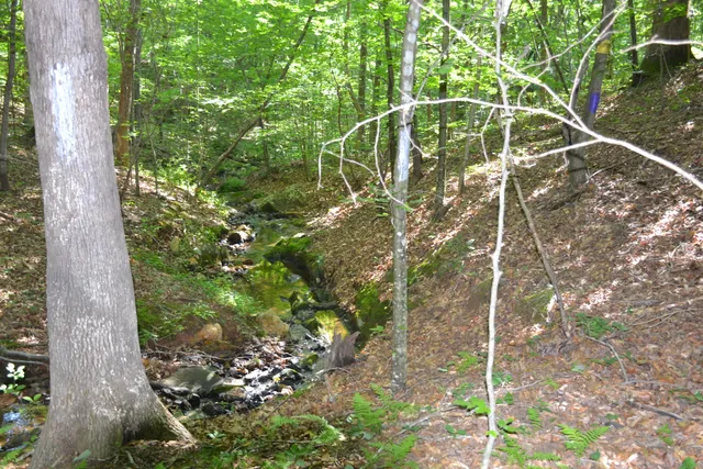 a backyard of a house with lots of green space