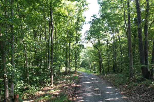 a view of a forest with trees in the background