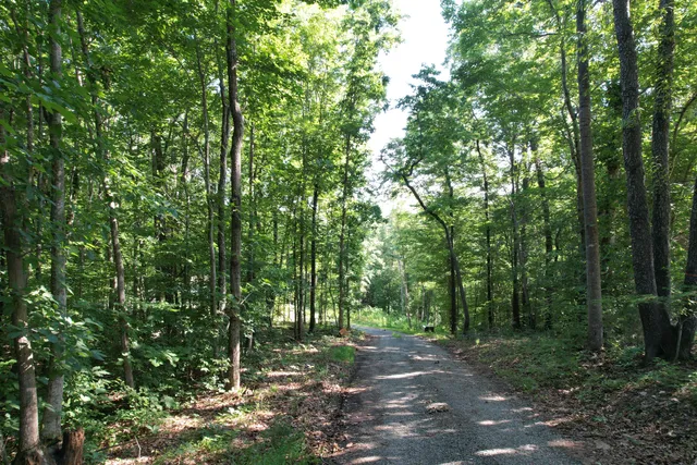 a view of a forest with trees in the background