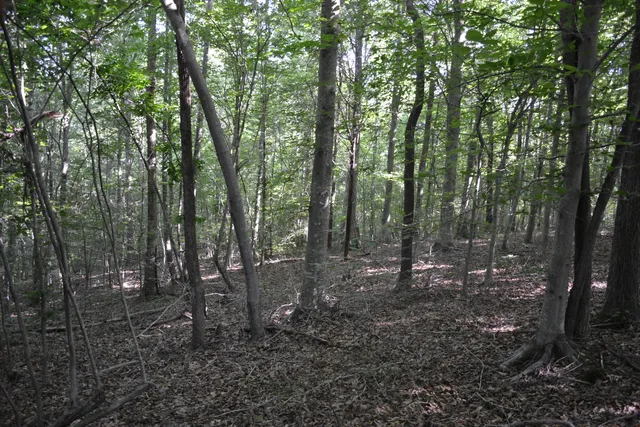 a view of outdoor space and green space