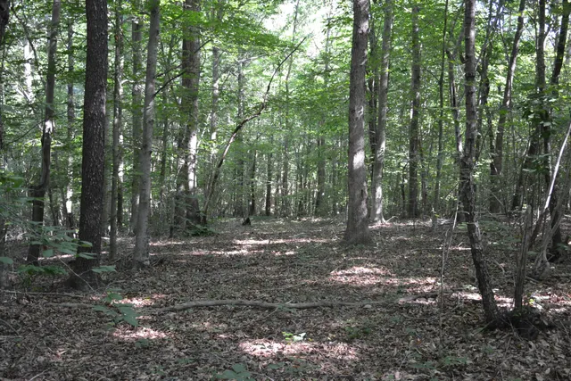 a view of a forest with trees
