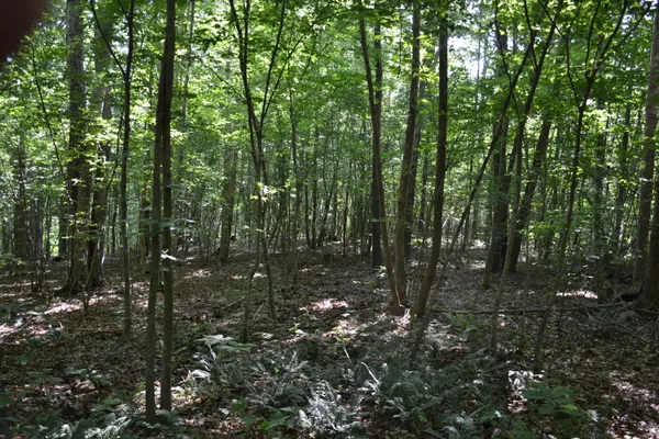 a view of a forest with trees in the background