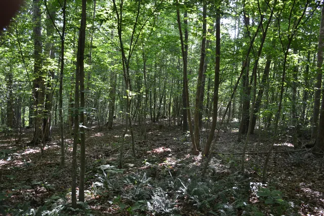a view of a forest with trees in the background