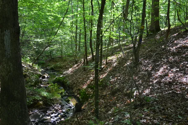 a view of a tree in a yard