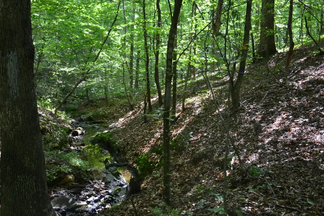 a view of a tree in a yard