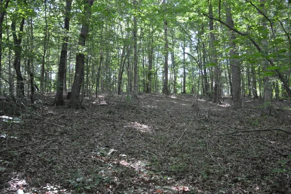 a view of a forest with trees in the background