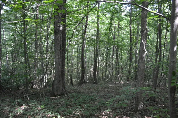 a view of outdoor space and green space
