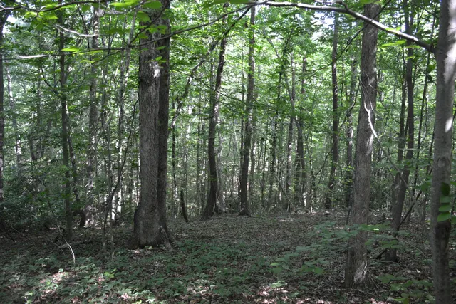 a view of outdoor space and green space