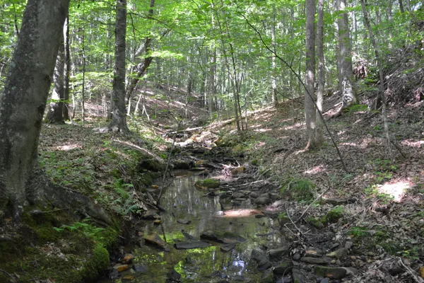 a view of a tree in a forest
