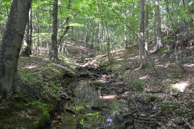 a view of a tree in a forest