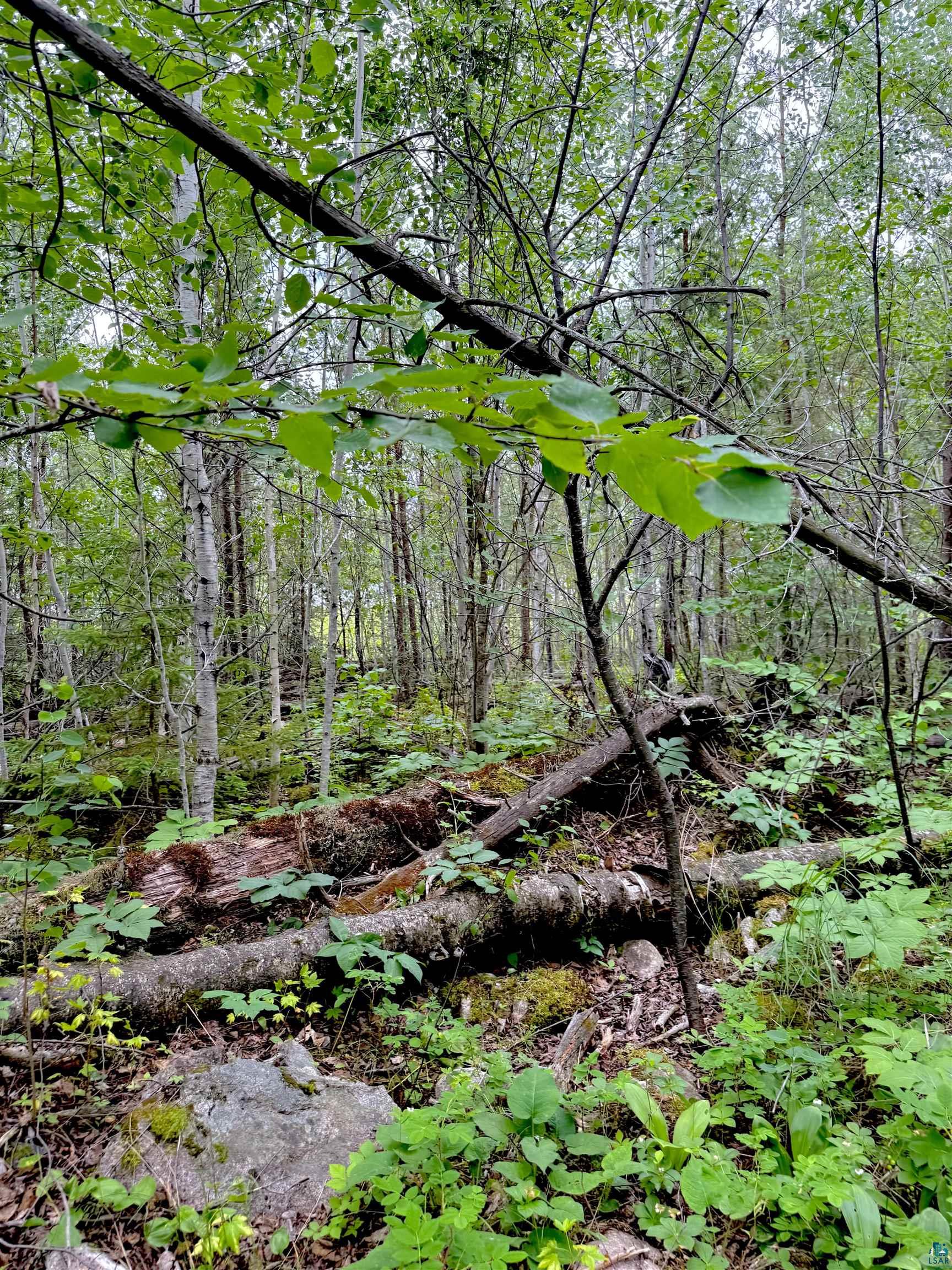 Tbd Onagon Lake Road Grand Marais, MN 55604 - Photo 6 of 14