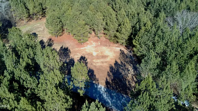 a plant view in yard