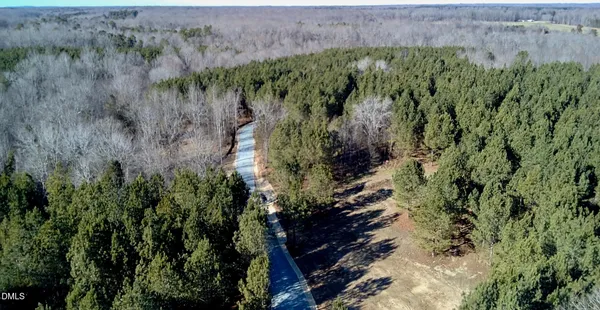 a view of a yard with plants and large trees