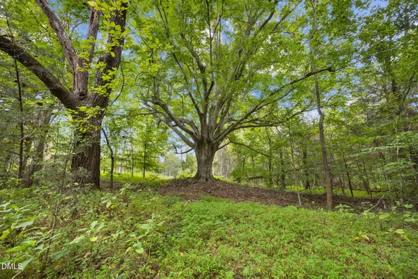 a view of a lush green forest with houses