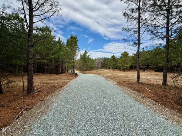 a view of a forest with trees in the background