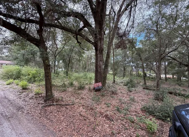 a view of some trees in forest