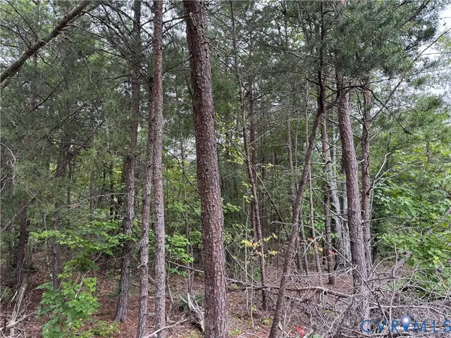 a view of a forest with trees