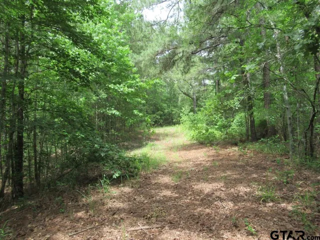 a view of a forest with trees in the background