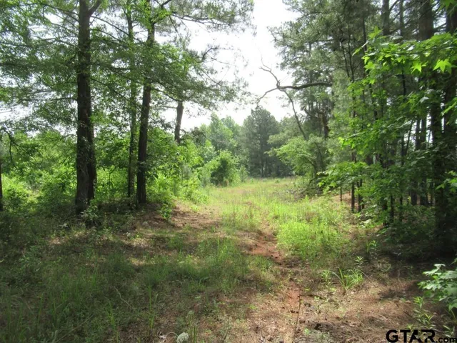 a big yard with lots of green space and deers