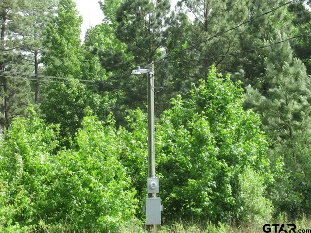 a view of a forest with a tree