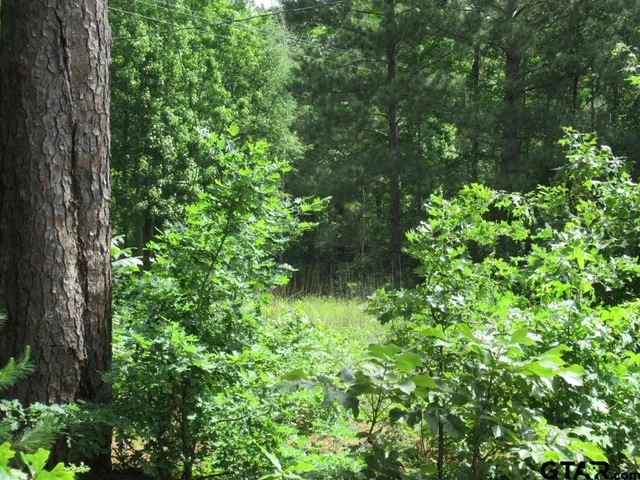 a plant view in yard