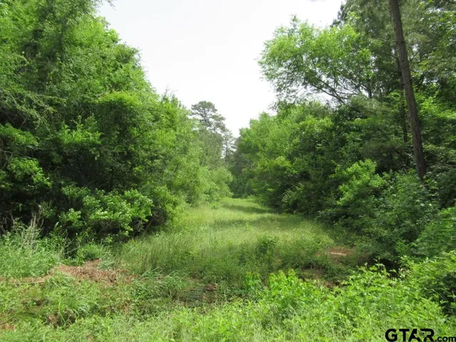 a view of a lush green forest