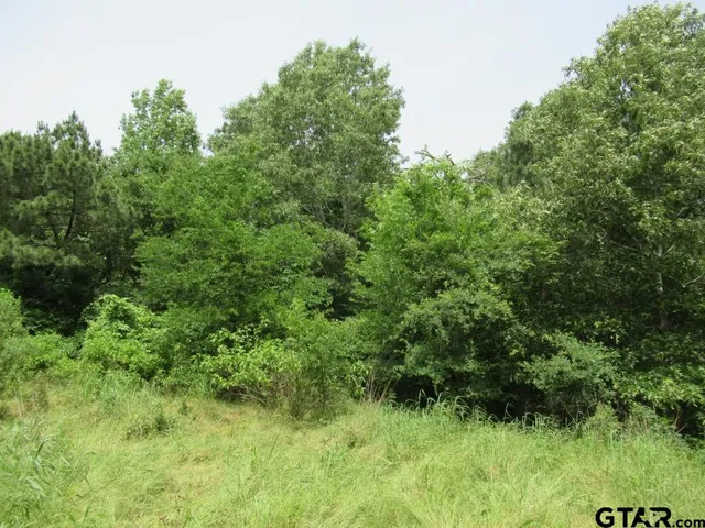 a view of a lush green space