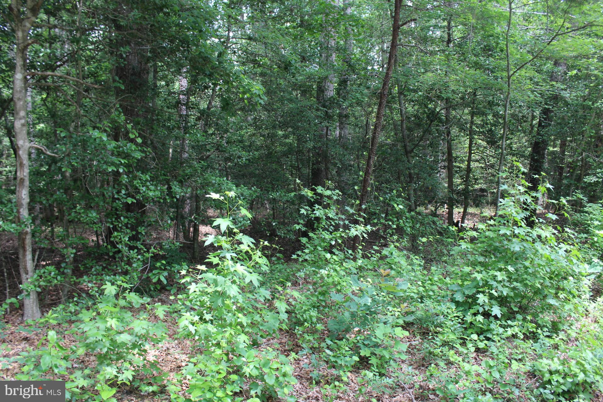 Lot 3 Jackson Road Salisbury, MD 21804 - Photo 4 of 20