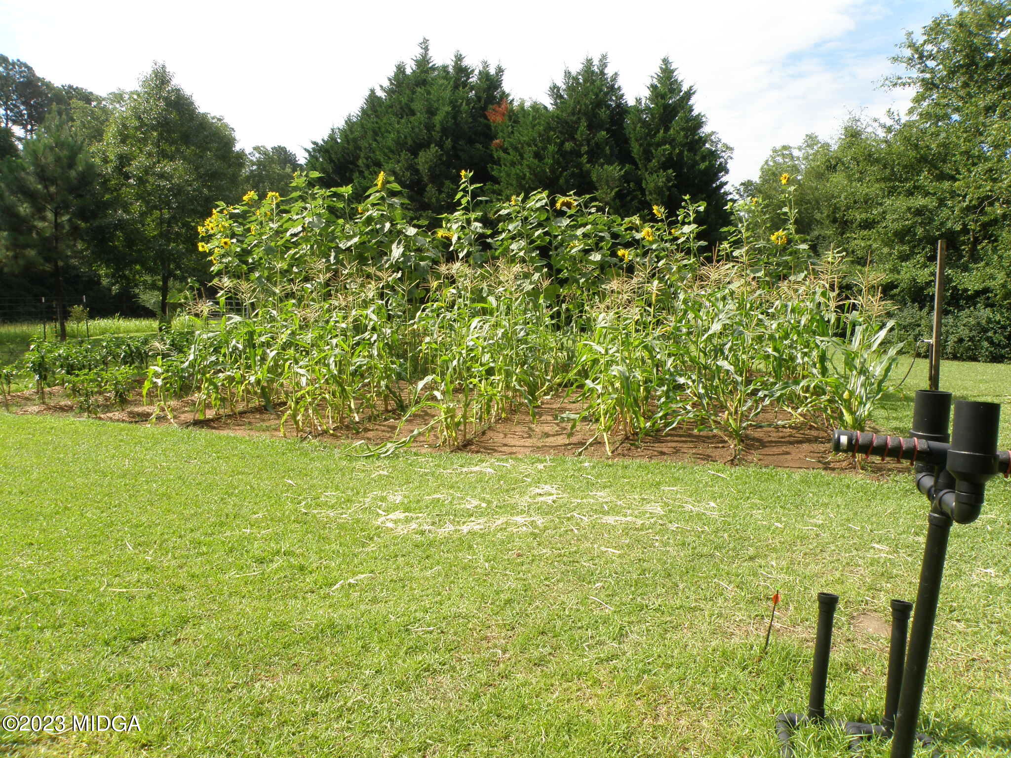 388 Fairview Church Road Forsyth, GA 31029 - Photo 37 of 41 a view of yard with green space