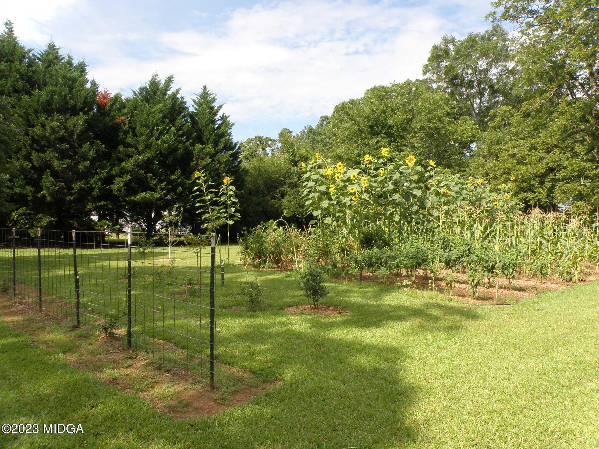 388 Fairview Church Road Forsyth, GA 31029 - Photo 38 of 41 a garden with trees in the background