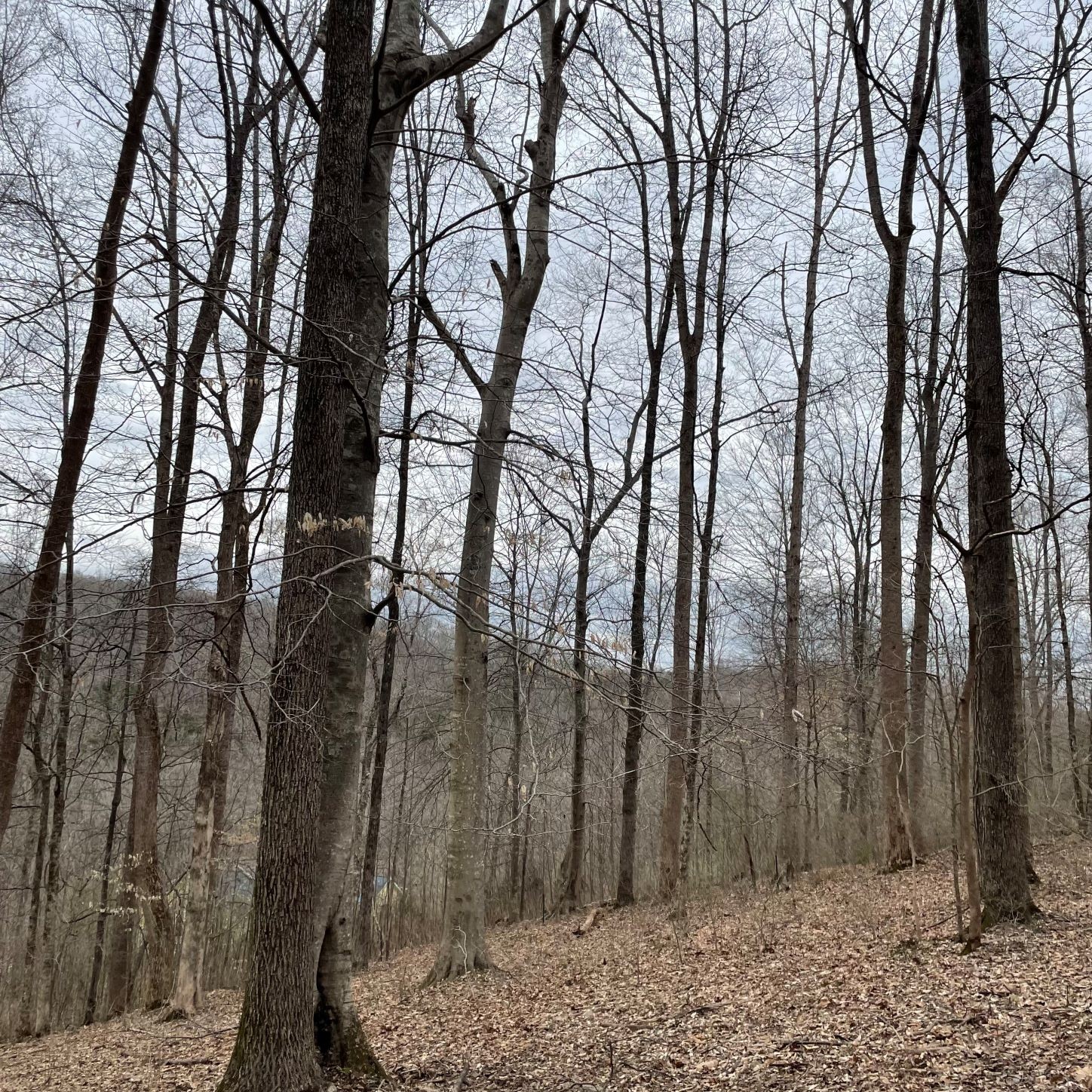 1125 Ridgecrest Road Kingston Springs, TN 37082 - Photo 12 of 20