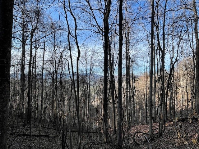 Lot 73 Hidden Treasure Murphy, NC 28906 - Photo 14 of 26