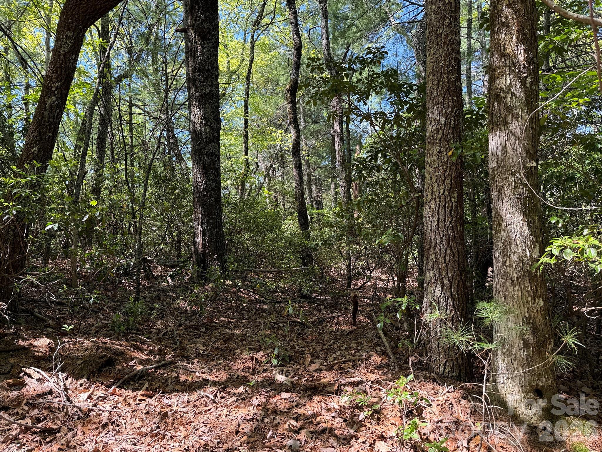 Tbd Staghorn Road, Unit 160 & 161 Purlear, NC 28665 - Photo 11 of 46 a view of a forest