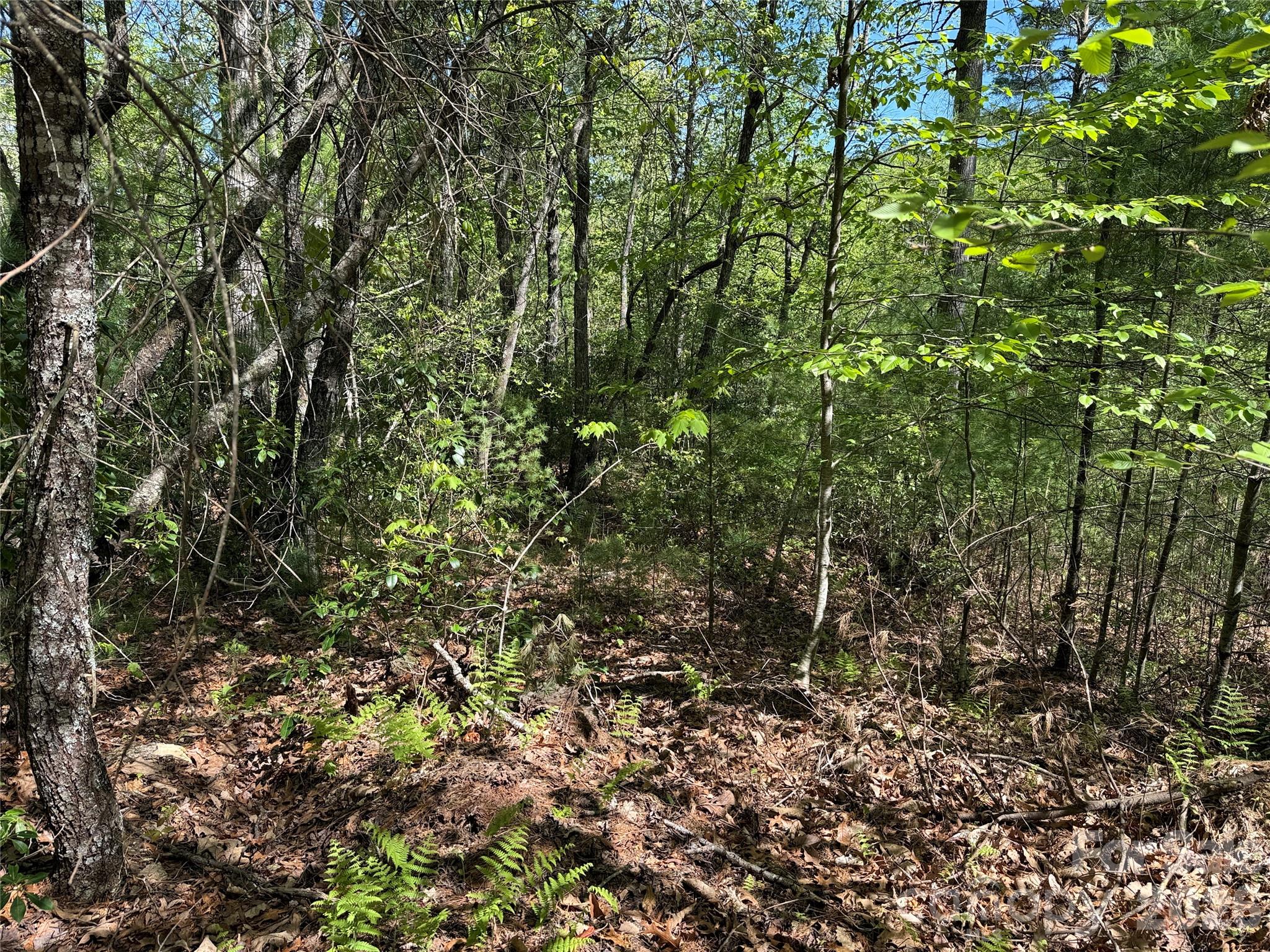 Tbd Staghorn Road, Unit 160 & 161 Purlear, NC 28665 - Photo 12 of 46 a view of a yard with a tree