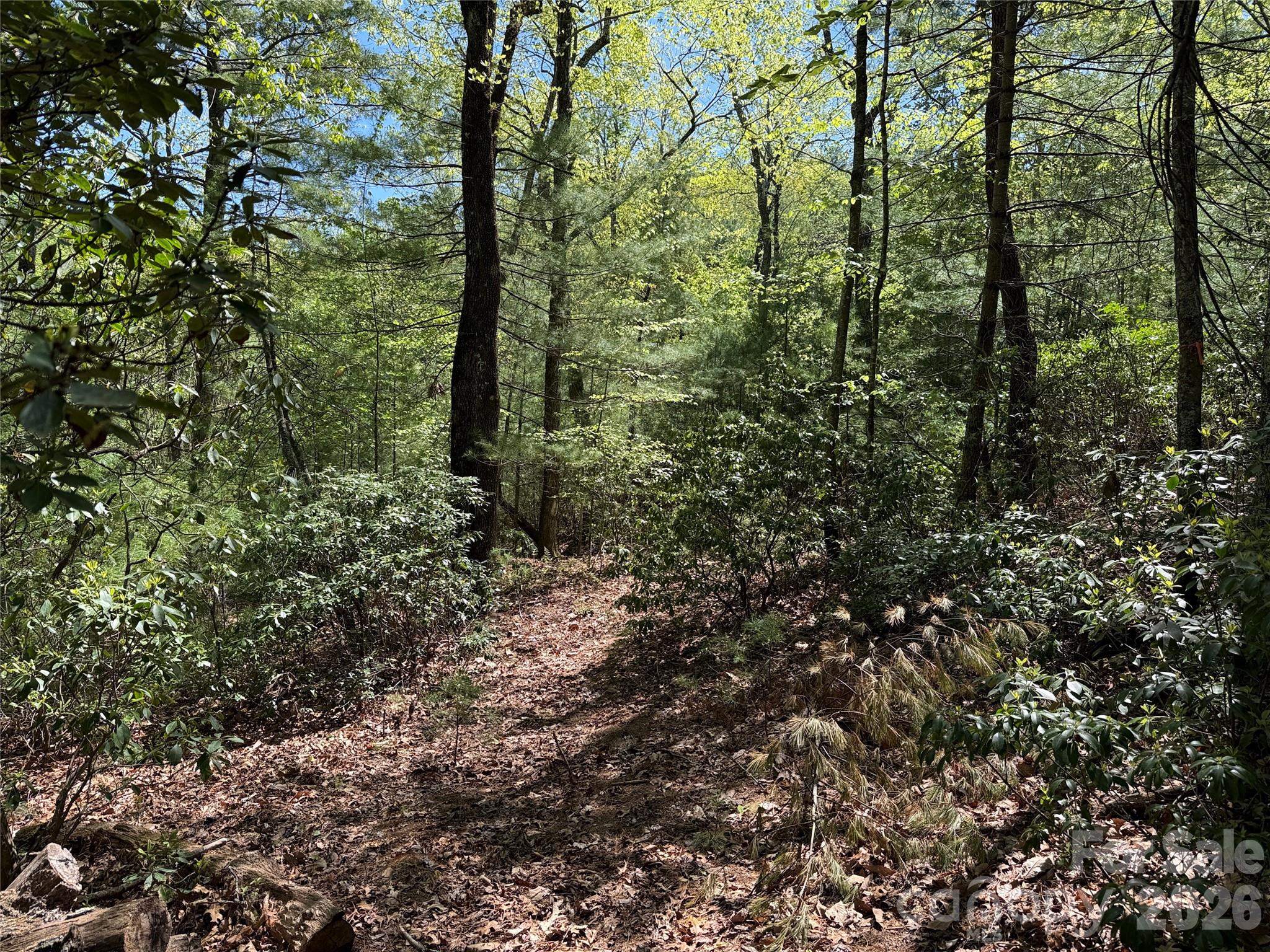 Tbd Staghorn Road, Unit 160 & 161 Purlear, NC 28665 - Photo 13 of 46 a view of a forest with trees