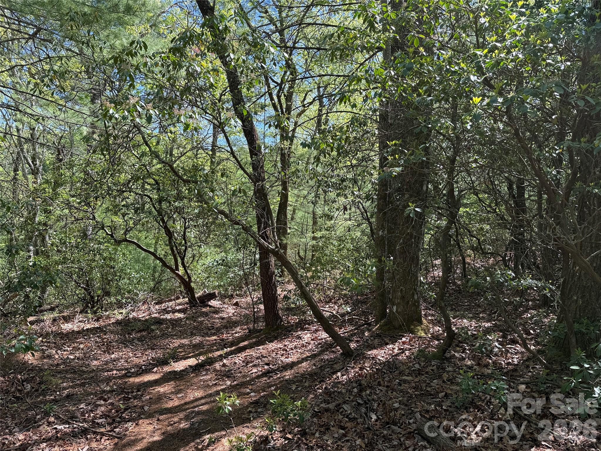 Tbd Staghorn Road, Unit 160 & 161 Purlear, NC 28665 - Photo 14 of 46 a view of forest