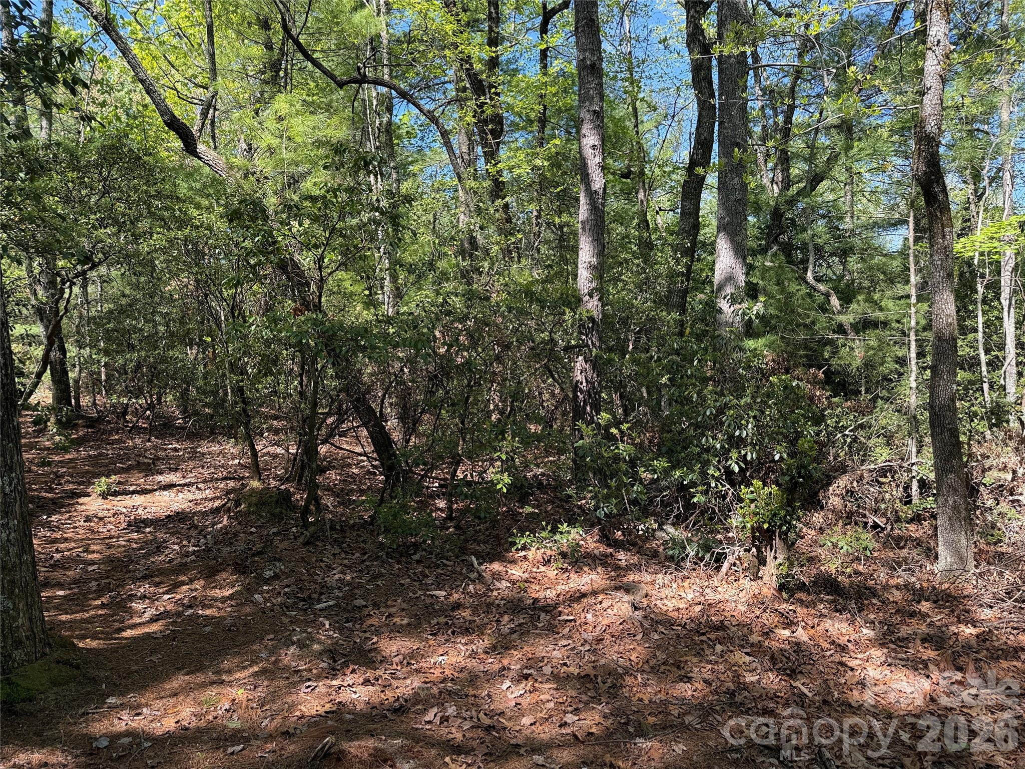 Tbd Staghorn Road, Unit 160 & 161 Purlear, NC 28665 - Photo 15 of 46 a view of a forest with lots of trees
