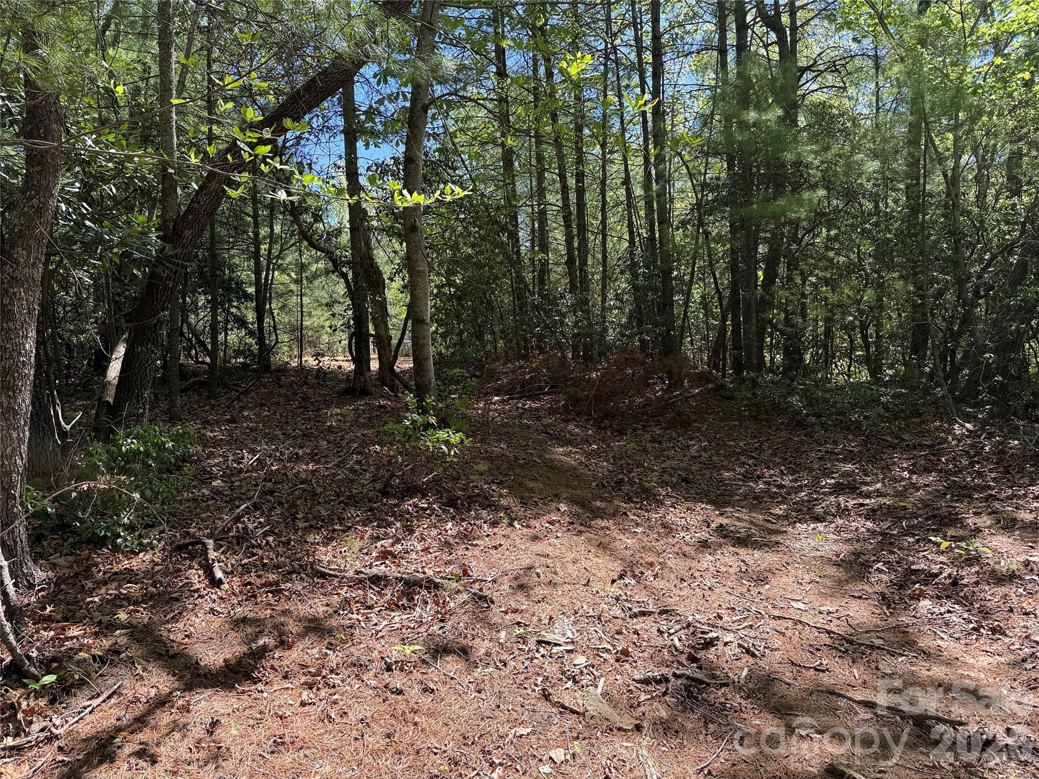 Tbd Staghorn Road, Unit 160 & 161 Purlear, NC 28665 - Photo 18 of 46 a view of a yard with plants and trees