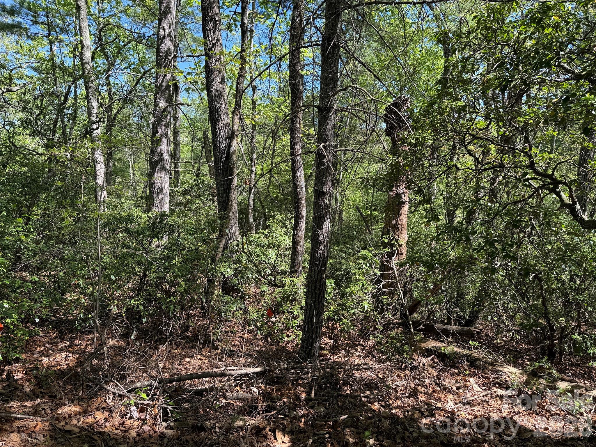 Tbd Staghorn Road, Unit 160 & 161 Purlear, NC 28665 - Photo 19 of 46 a view of forest