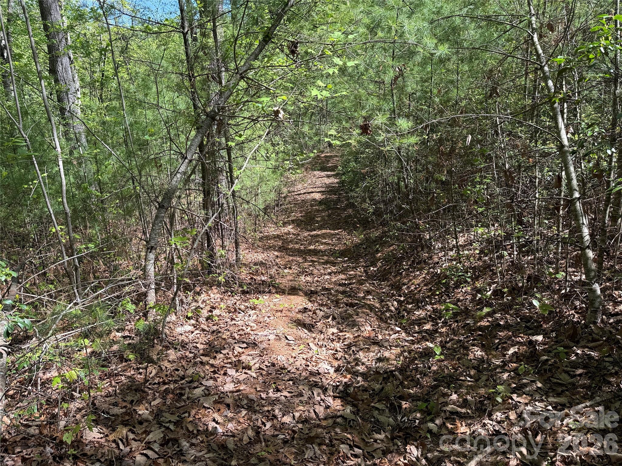Tbd Staghorn Road, Unit 160 & 161 Purlear, NC 28665 - Photo 20 of 46 a view of a forest with trees