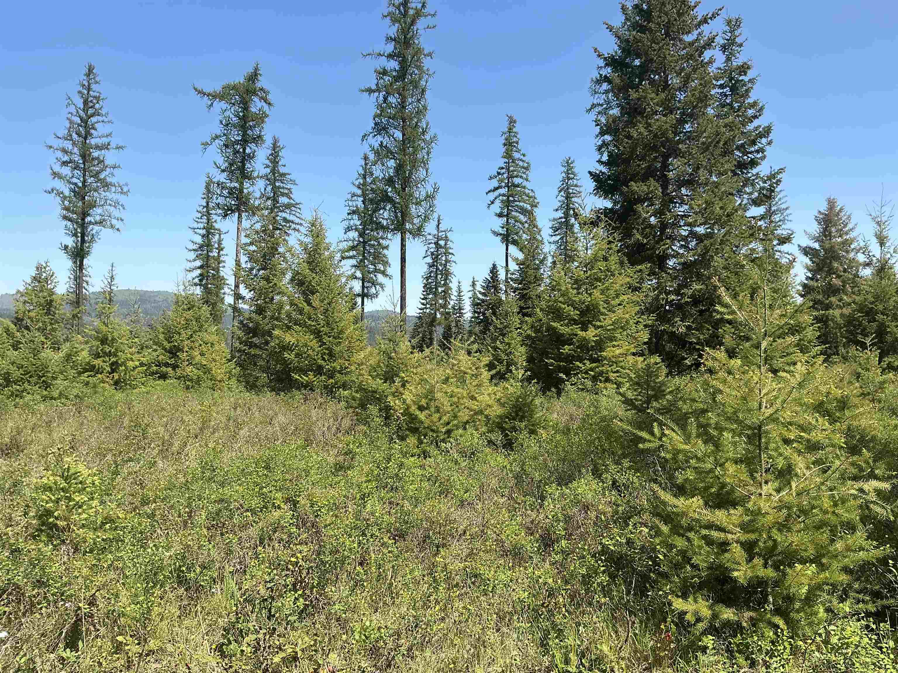 41706 North Elk Camden Road Elk, WA 99009 - Photo 4 of 4