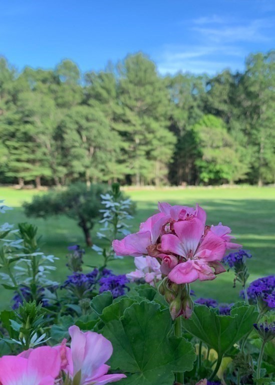 156 Larch Row Wenham, MA 01984 - Photo 30 of 38 a view of a flower in a yard