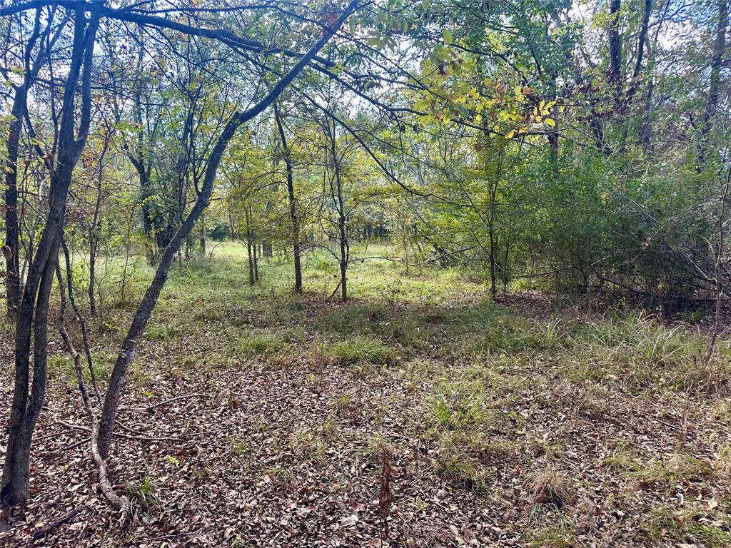 4020 Fm 275 Emory, TX 75440 - Photo 2 of 7 a view of some trees in the forest
